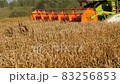 VELIKIE LUKI, PSKOV REGION, RUSSIA - August 08, 2021:Harvester machine working in wheat field 83256853