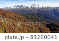 FullHD drone aerial footage flying over autumn colored larch trees in alpine landscape with high cliffy mountains on sunny day with clear blue sky 83260041