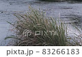 ススキ 83266183