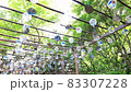 Japanese summer / wind chimes swaying in the wind / voice of cicadas 83307228
