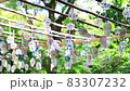 Japanese summer / wind chimes swaying in the wind / voice of cicadas 83307232