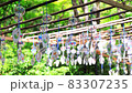 Japanese summer / wind chimes swaying in the wind / voice of cicadas 83307235