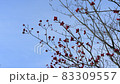 Dead tree in the cold sky 83309557