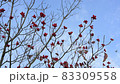 Dead tree in the cold sky 83309558