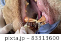 lion scaling teeth in animal hospital 83313600
