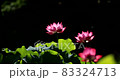  Lotus 83324713