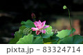  Lotus 83324714