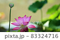  Lotus 83324716