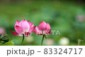  Lotus 83324717
