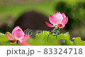  Lotus 83324718