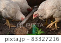 Young chickens broilers. Day, outdoors. 83327216