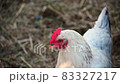 Young chickens broilers. Day, outdoors. 83327217