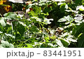 Hedgehog on green grass in October 83441951