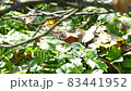 Hedgehog on green grass in October 83441952
