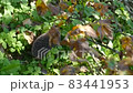 Hedgehog on green grass in October 83441953
