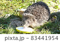 Hedgehog on green grass in October 83441954