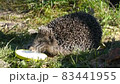 Hedgehog on green grass in October 83441955