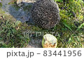 Hedgehog on green grass in October 83441956