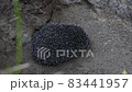 Hedgehog on green grass in October 83441957