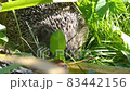 Hedgehog on green grass in October 83442156