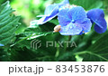 繡球花和蝸牛 83453876