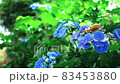 繡球花和蝸牛 83453880