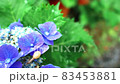 繡球花和蝸牛 83453881