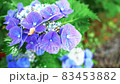 繡球花和蝸牛 83453882