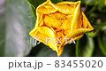 Detailed macro time lapse of a blooming yellow hibiscus flower. A hibiscus flower blooms. The bud opens and blooms into a large orange yellow flower. Time lapse of a blooming hibiscus flower.  83455020