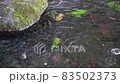 落在池塘上的雨滴雨滴慢動作 01 落在池塘上的雨滴雨滴慢動作 01 83502373