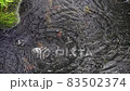 落在池塘上的雨滴雨滴慢動作 02 落在池塘上的雨滴雨滴慢動作 02 83502374