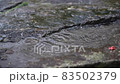 雨滴撞擊岩石 02 慢動作 無音頻 雨滴撞擊岩石 02 慢動作 無音頻 83502379