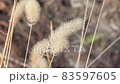 Dried autumn leaves of reeds in the forest waving in the wind - closeup shot 83597605