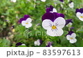 Closeup view of colorful flowers with green leaves in the background 83597613