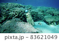 Statue in medicine mask on the bottom of the sea and several fish next to it. 83621049