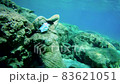 Statue in medicine mask on the bottom of the sea and several fish next to it. 83621051