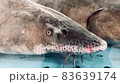 Live fish sturgeon in aquarium. Side view. 83639174