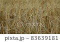 Close up of wheat ears on light wind at sunny day. 83639181