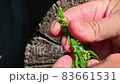 Cannabis seeds. unripe cannabis seeds on a small plant. 83661531