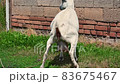 The goat pee a view from behind. 83675467