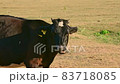 Brown cow grazes in a pasture. 83718085