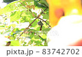 Moment of paper wasp extermination 83742702