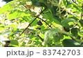 Paper wasp feeding 83742703