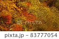 A mountain path with autumn leaves that blows away from trees 83777054