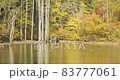 Lakeside bridges and birds 83777061