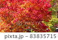Autumn leaves 83835715