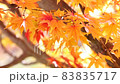 Autumn leaves 83835717