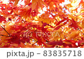 Autumn leaves 83835718