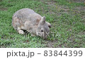 Cute rabbit eating grass with bird chirping sound in background 83844399