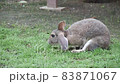 Cute grey rabbit eating grass alone peacefully 83871067